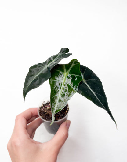 Alocasia ‘Polly’