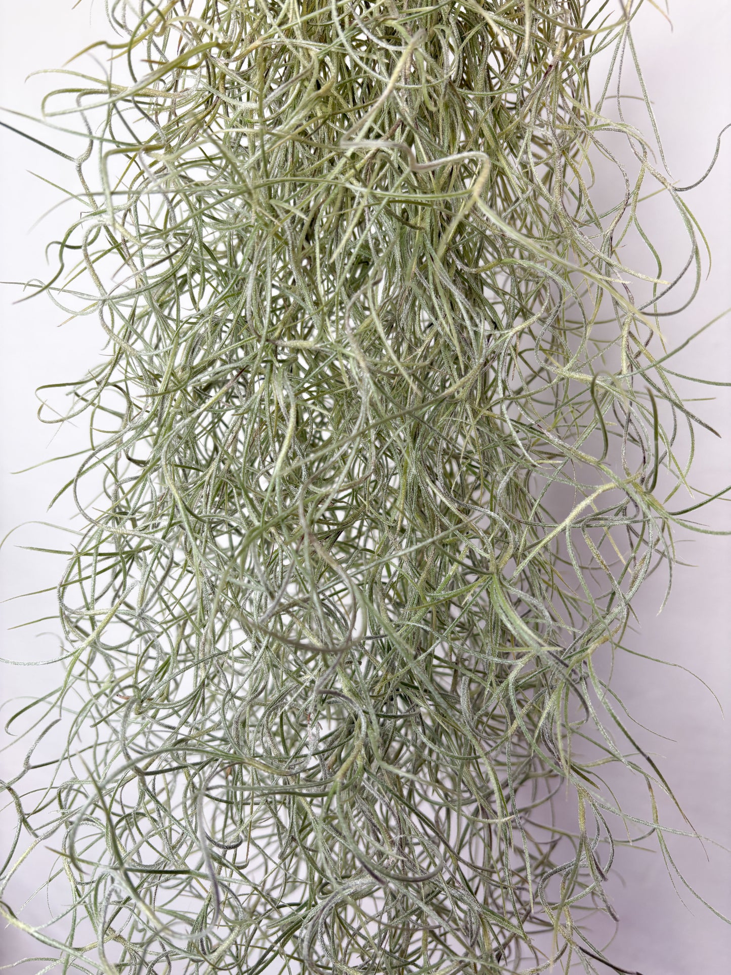 Tillandsia usneoides (gaisa augs, 50 cm)