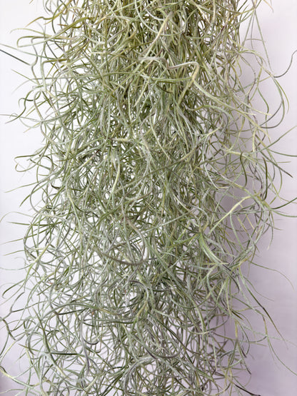 Tillandsia usneoides (gaisa augs, 50 cm)