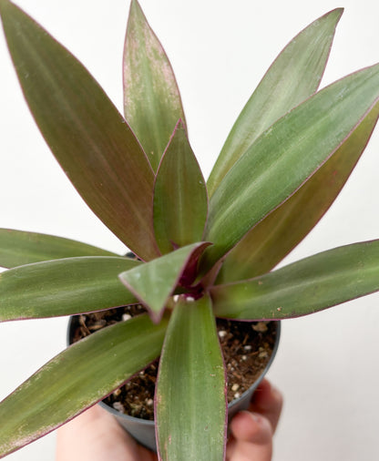 Tradescantia Spathacea