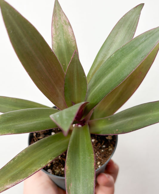Tradescantia Spathacea