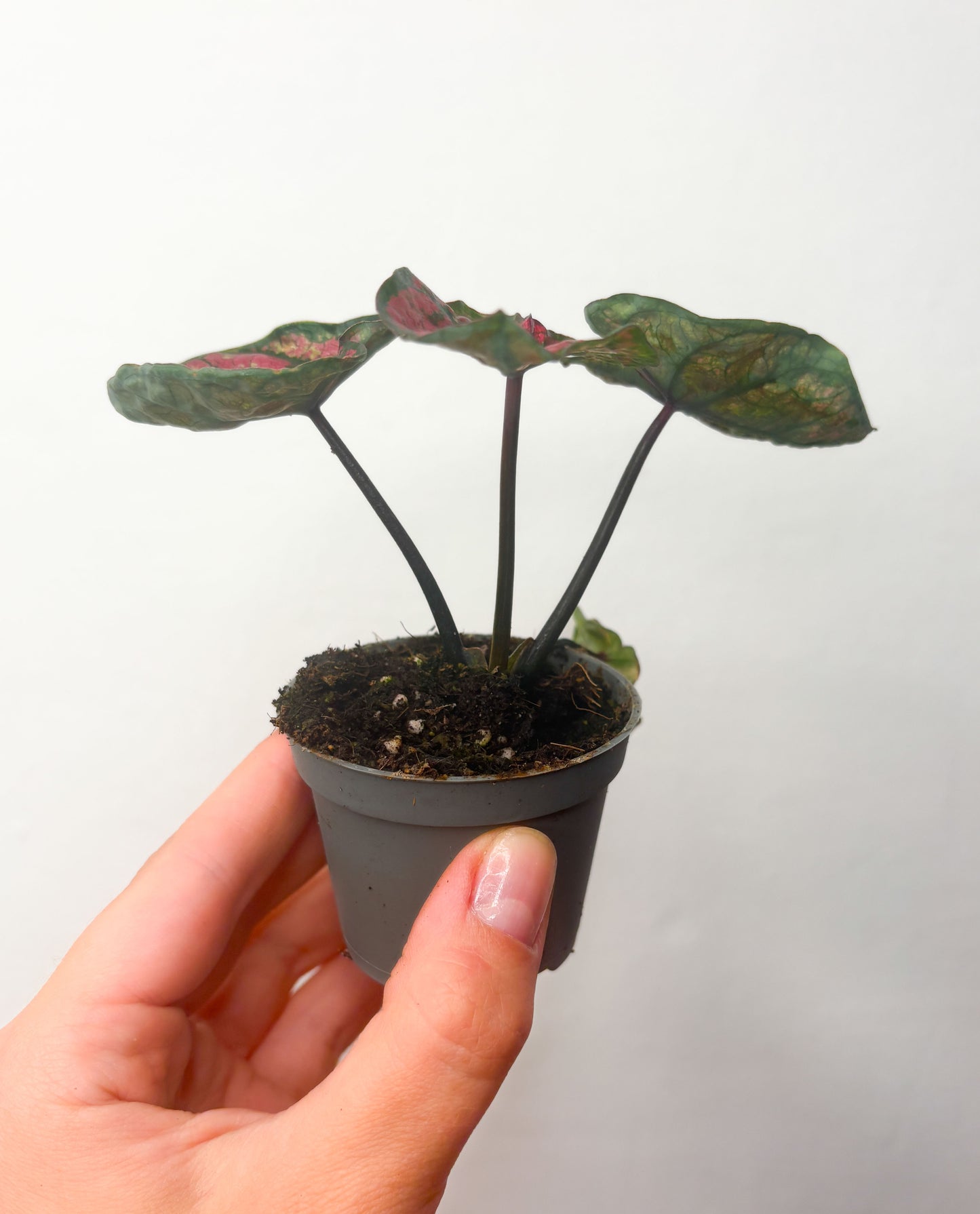 Caladium bicolor hybrid 1