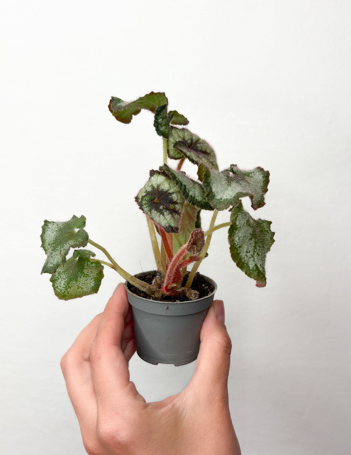 Begonia rex ‘Escargot’