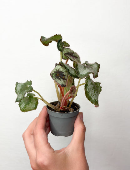 Begonia rex ‘Escargot’