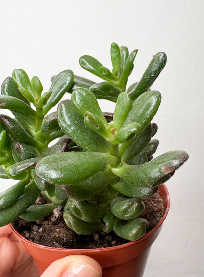 Crassula Ovata Hobbit