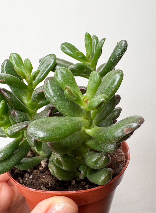 Crassula Ovata Hobbit