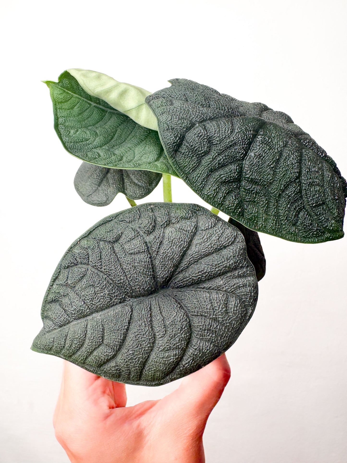 Alocasia Melo