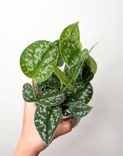 Scindapsus Pictus
