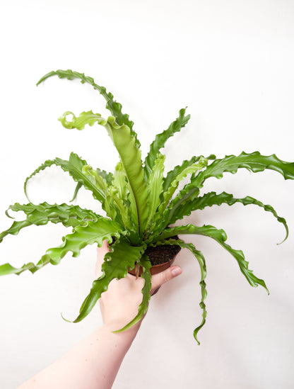 Asplenium Antiquum Osaka