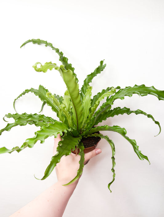 Asplenium Antiquum Osaka