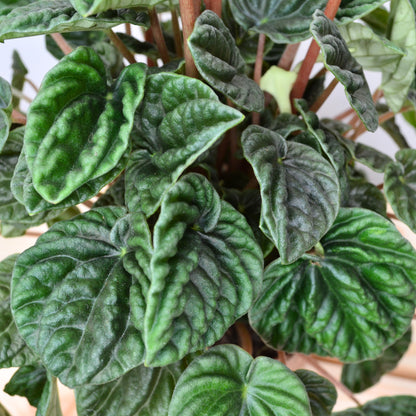 Peperomia Lilian