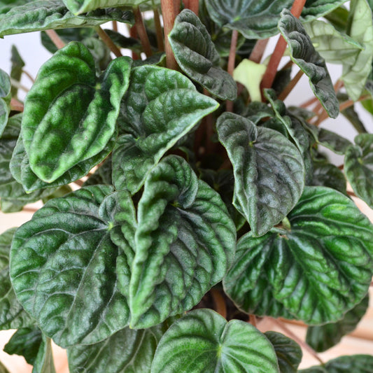 Peperomia Lilian