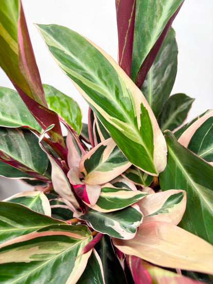 Stromanthe sanguinea 'Triostar'