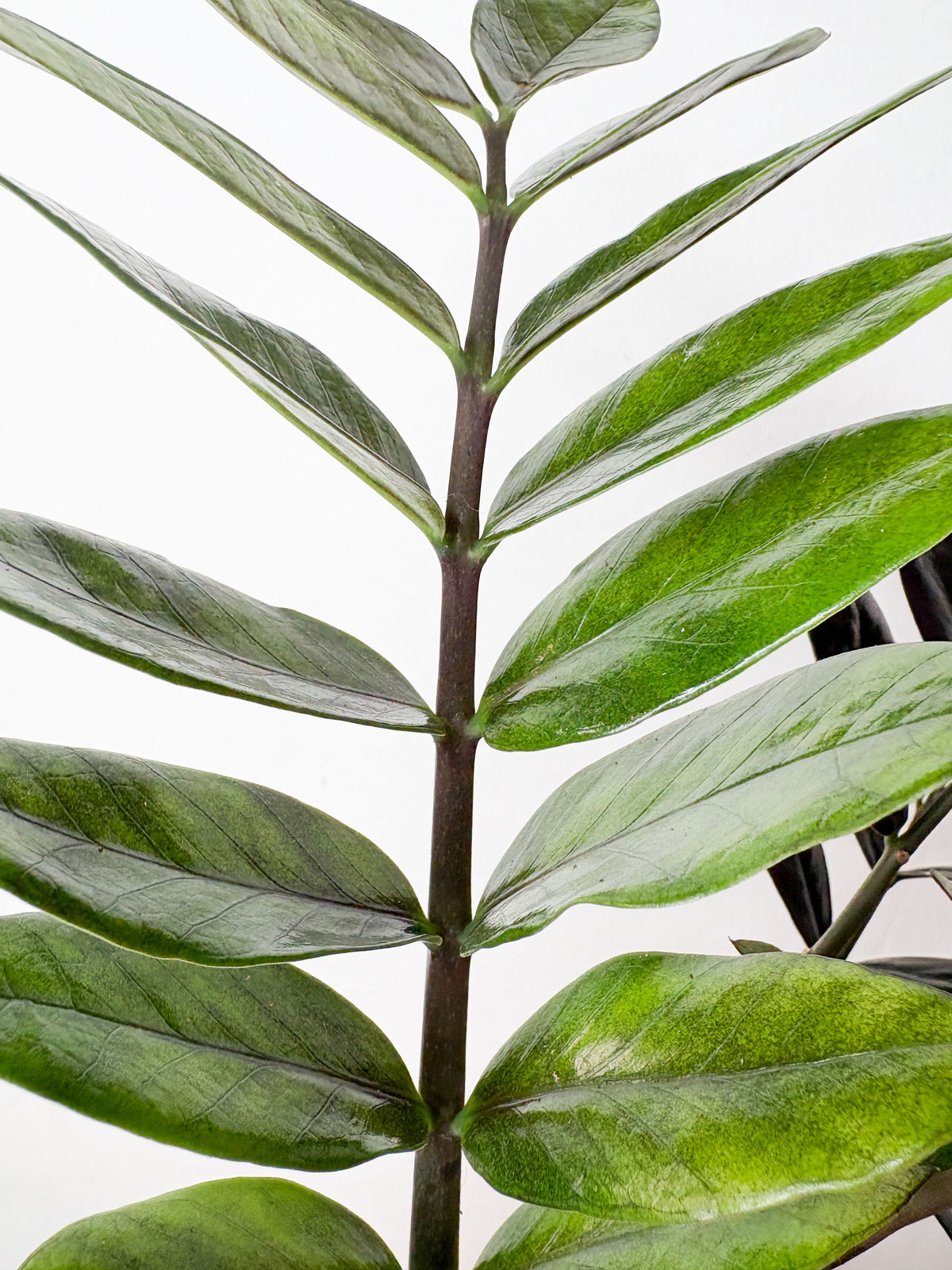 Zamioculcas ‘Raven’