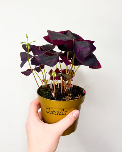 Oxalis