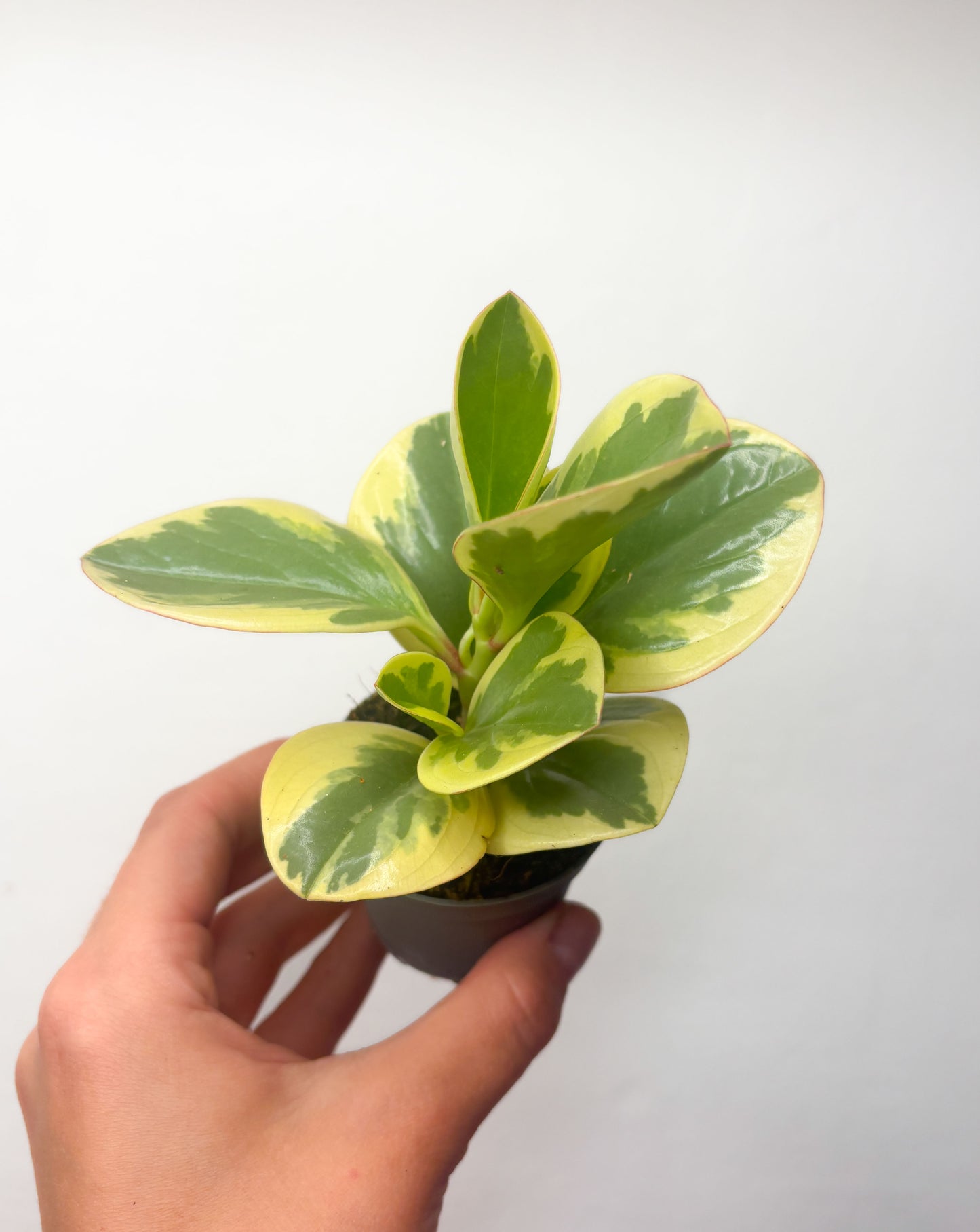 Peperomia obtusifolia ‘Variegata’