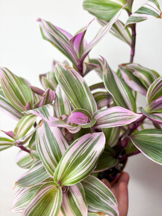 Tradescantia Nanouk