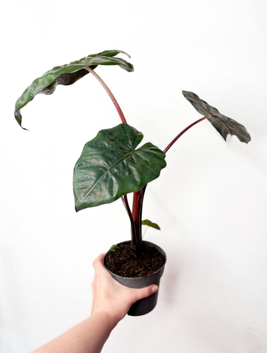 Alocasia sarawakensis ‘Yucatan Princess’