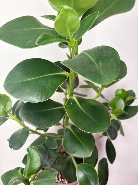 Clusia rosea