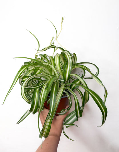 Chlorophytum Comosum Bonnie