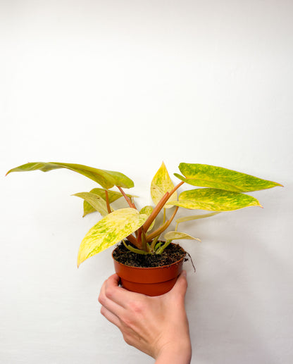Philodendron ‘Painted Lady’
