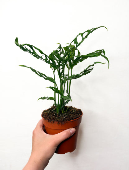 Monstera obliqua Peru