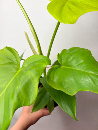Philodendron ‘Golden Violin’