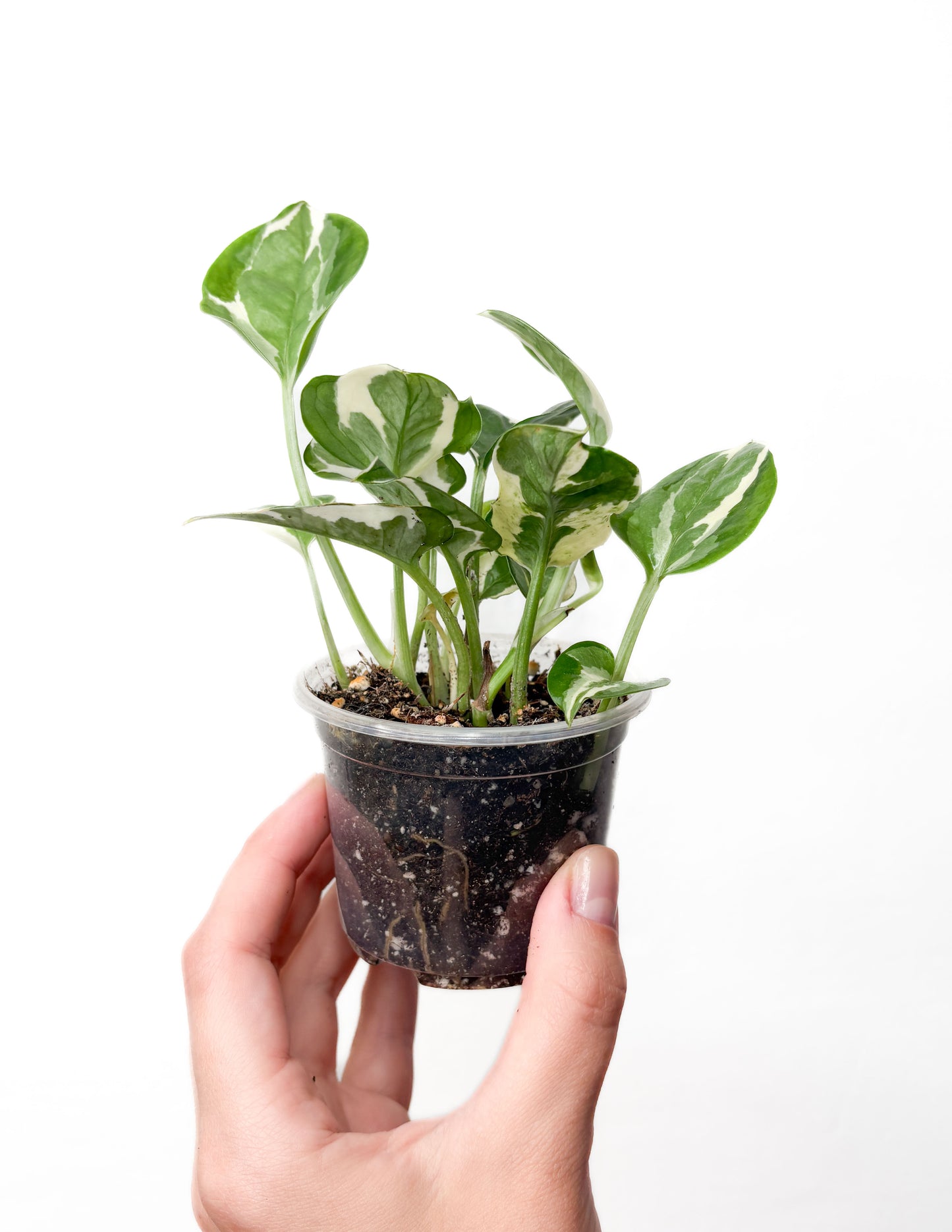 Epipremnum N’Joy