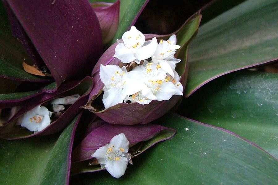 Tradescantia Spathacea