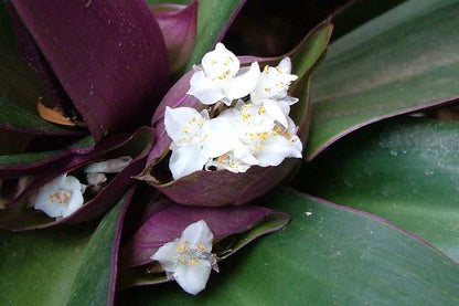 Tradescantia Spathacea