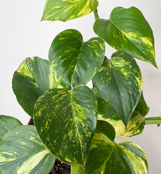 Golden Pothos