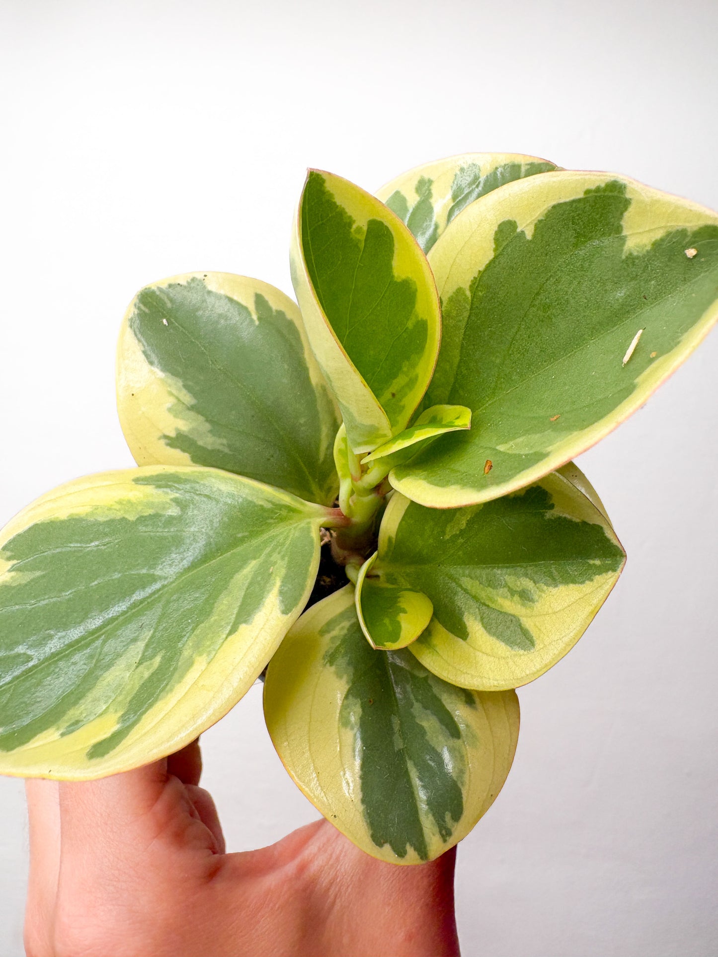 Peperomia obtusifolia ‘Variegata’