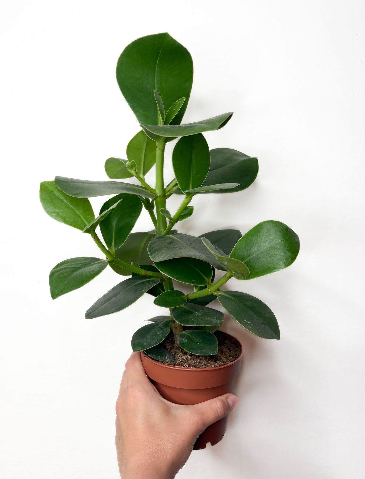 Clusia rosea