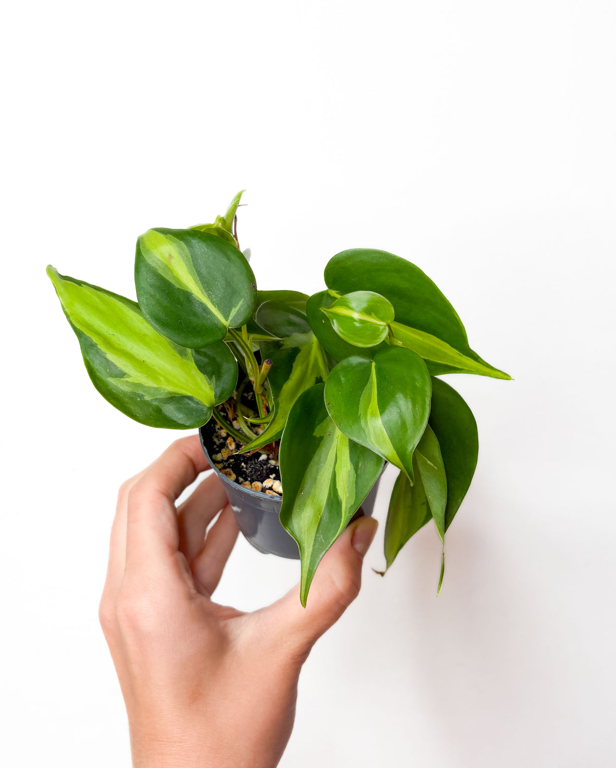 Philodendron Brasil