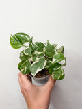 Epipremnum N’Joy