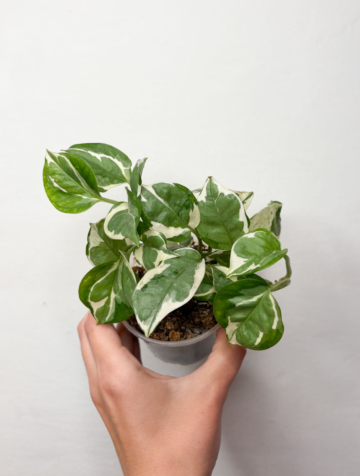 Epipremnum N’Joy
