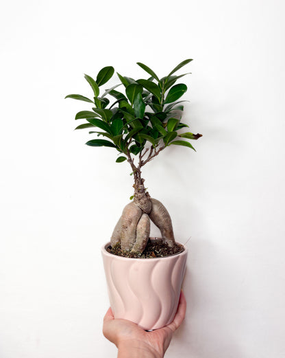 Ficus Microcarpa (ar podu)