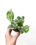 Epipremnum N’Joy