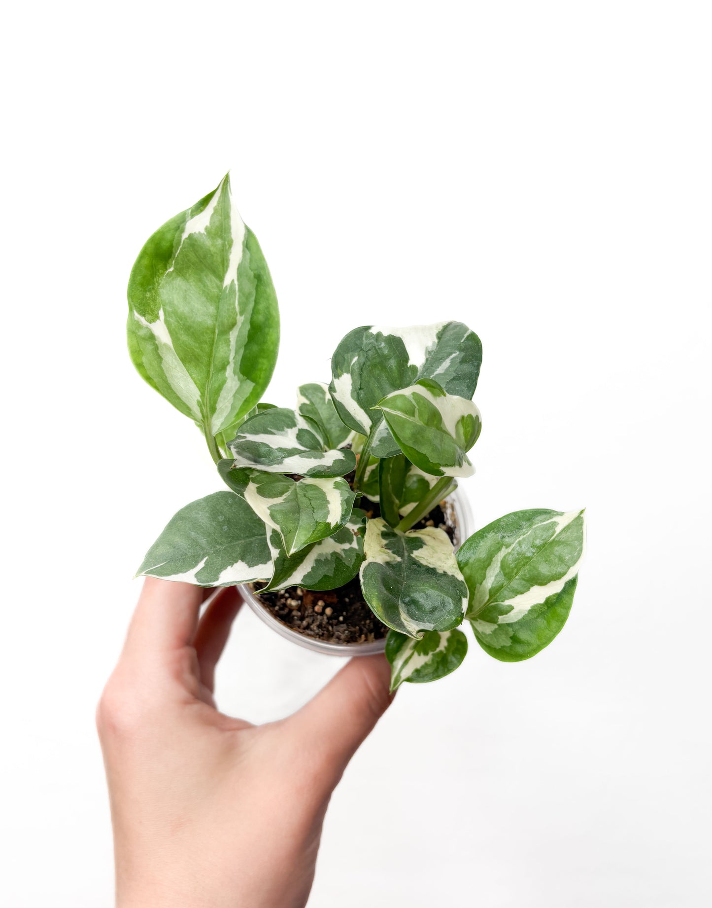 Epipremnum N’Joy