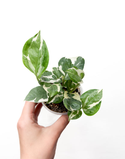 Epipremnum N’Joy