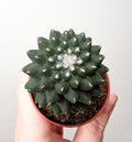 Kaktuss Mammillaria Toluca