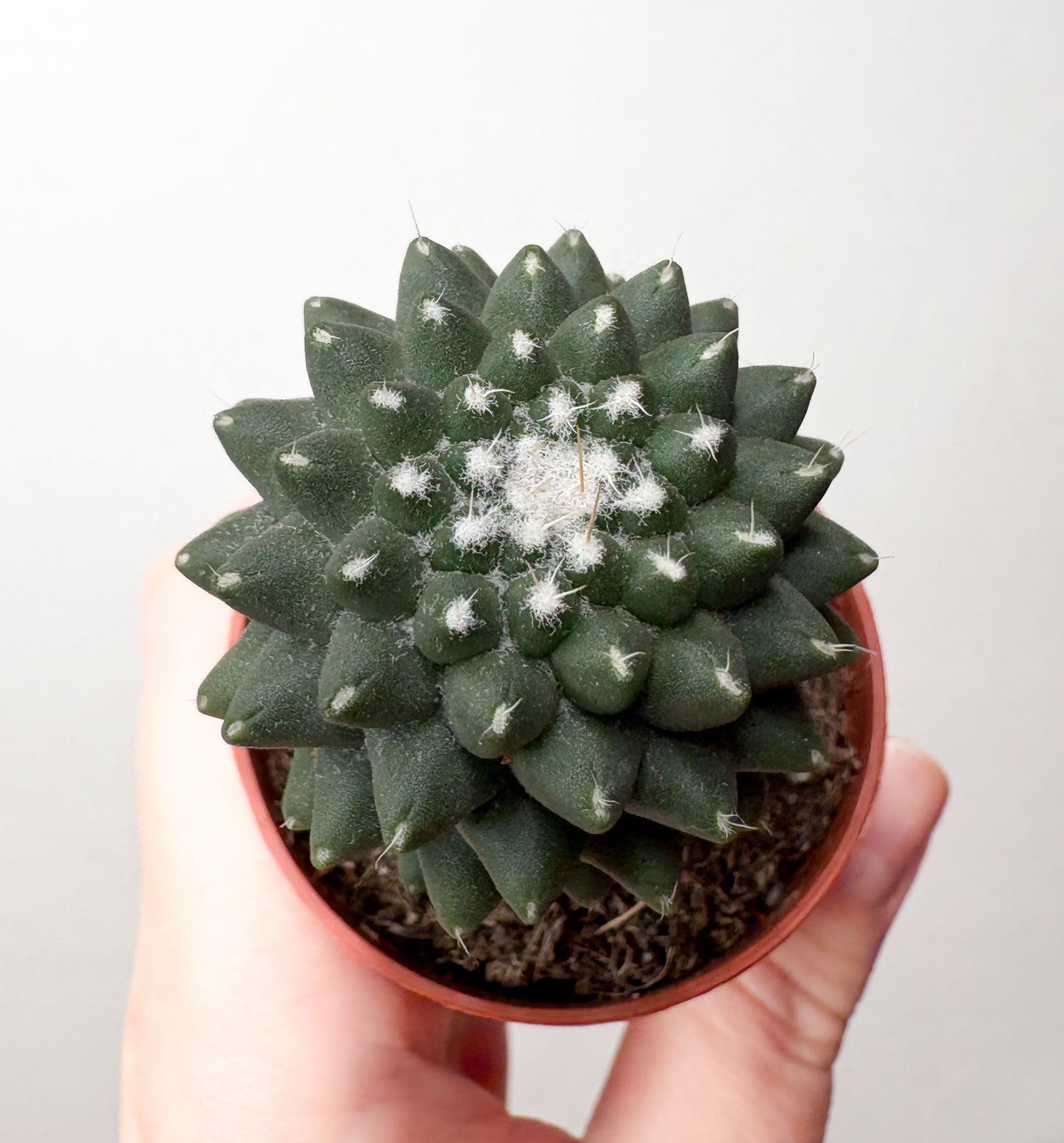 Kaktuss Mammillaria Toluca