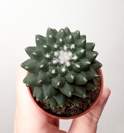 Kaktuss Mammillaria Toluca