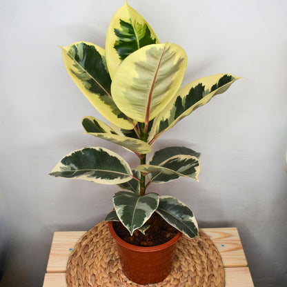 Ficus Elastica Tineke