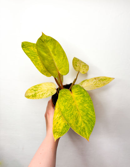Philodendron ‘Painted Lady’