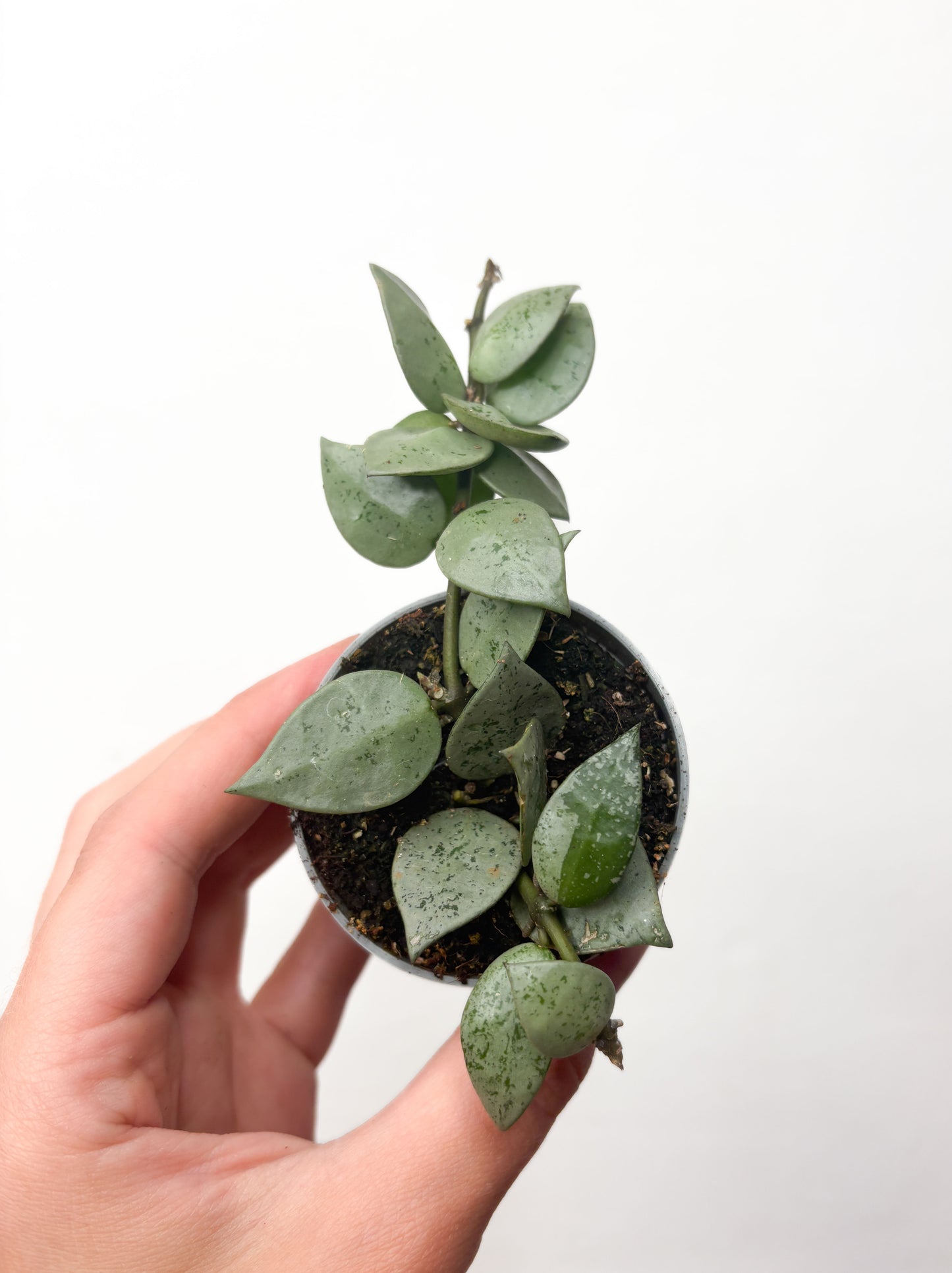 Hoya krohniana ‘Eskimo’