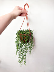 String of pearls (Pērļu virtene)