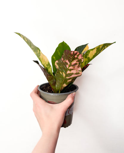 Codiaeum variegatum ‘Magnificent’