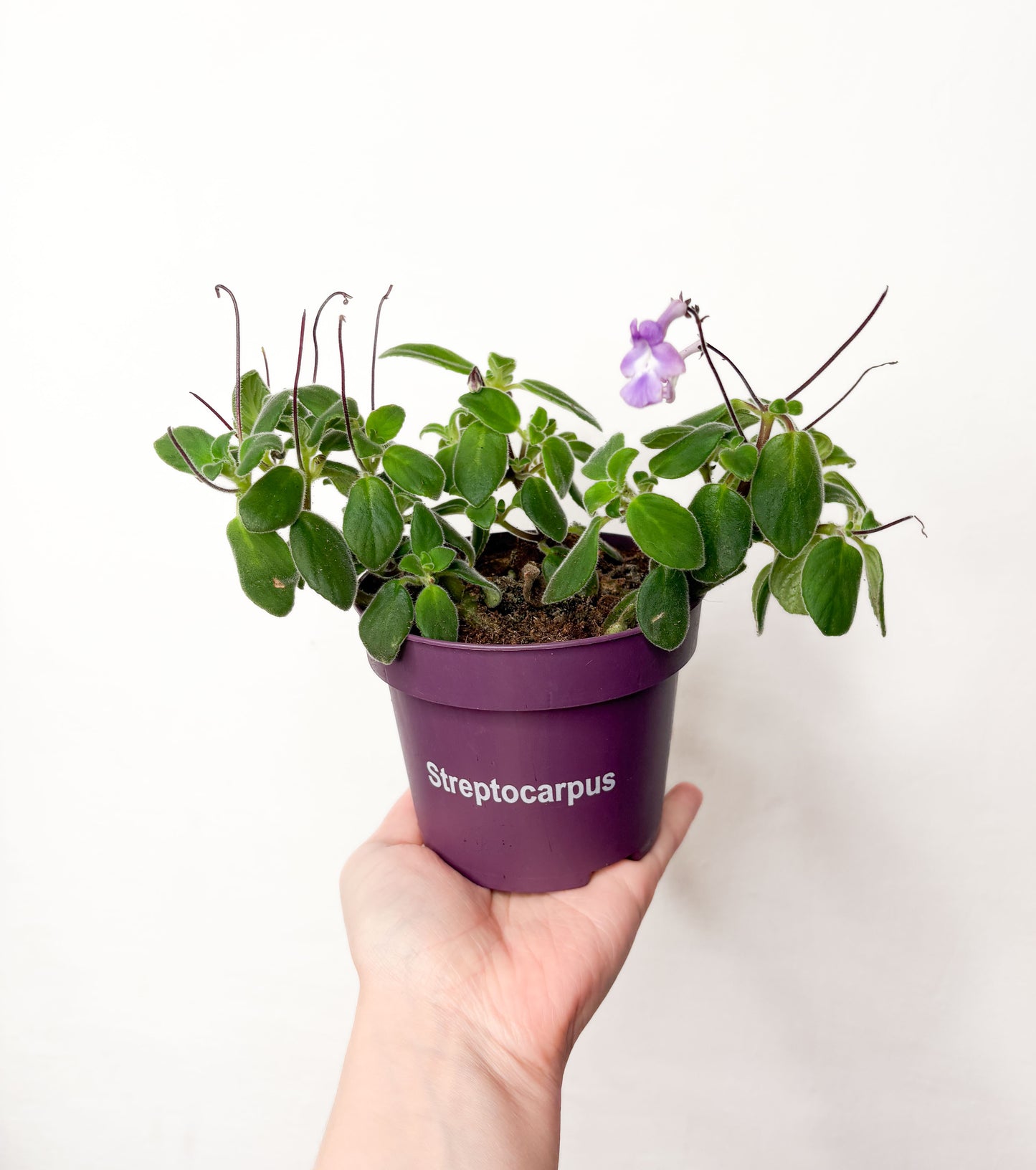 Streptocarpus