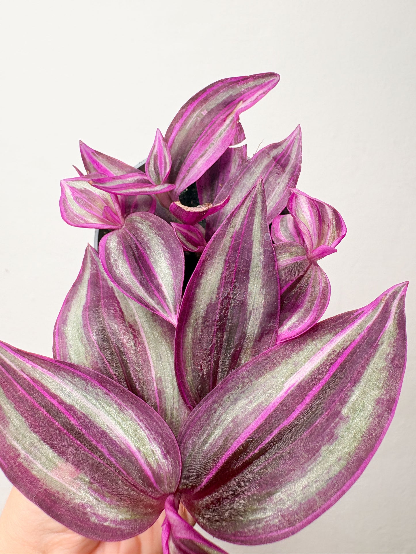 Tradescantia Zebrina